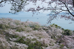 正福寺＿桜借景６