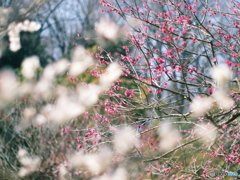 庄原　備北丘陵公園２３