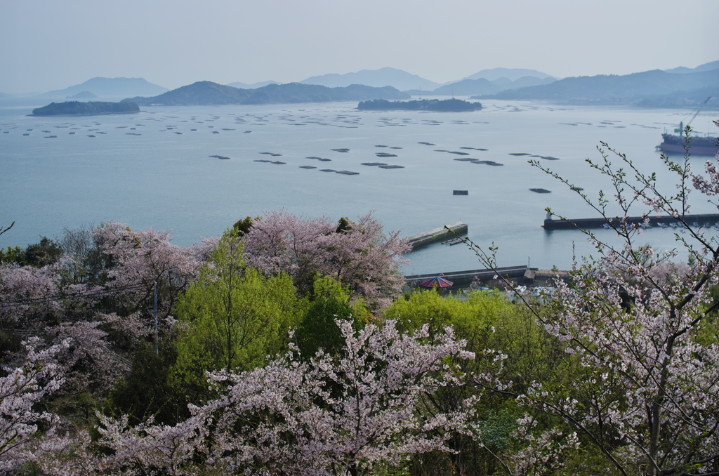 正福寺＿桜借景Ⅱ＿１０