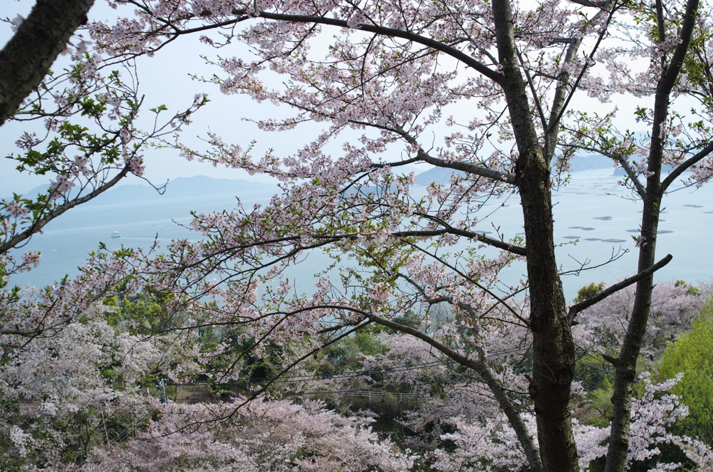 正福寺＿桜借景Ⅱ＿８