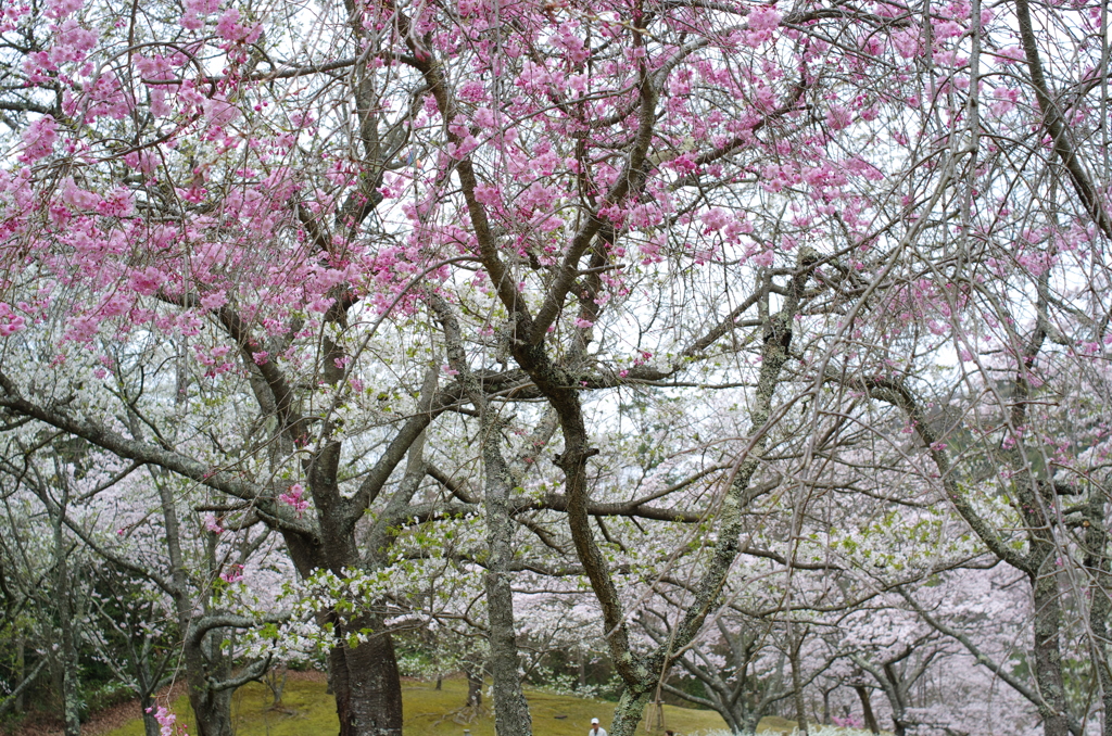 王道_桜を撮る7