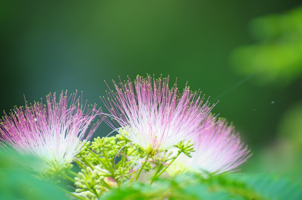 IMGP5726_2