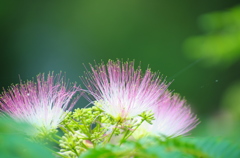 IMGP5726_2