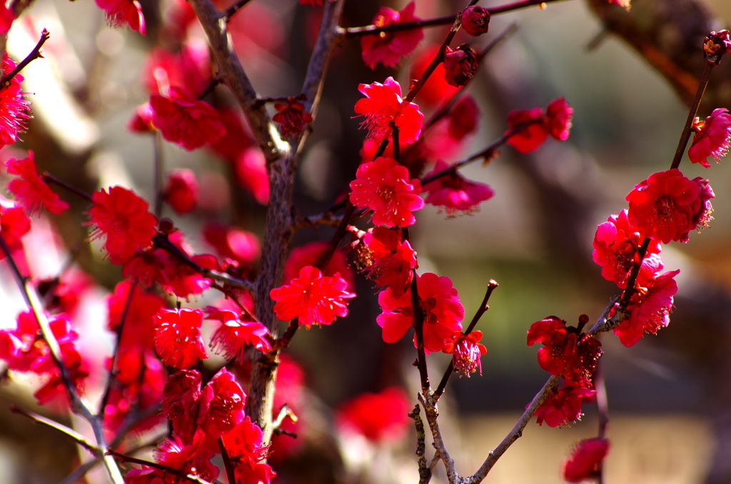 紅梅。。