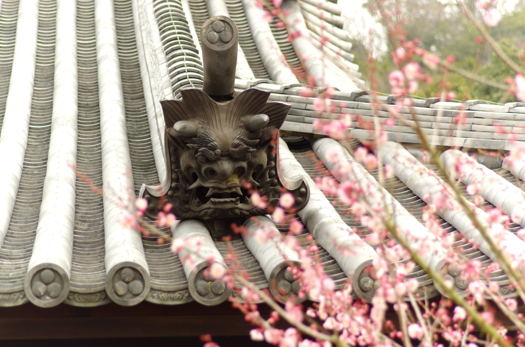 梅花境内。。