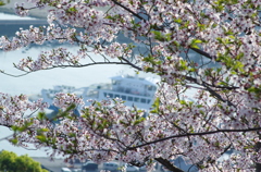 正福寺＿桜借景Ⅱ＿１