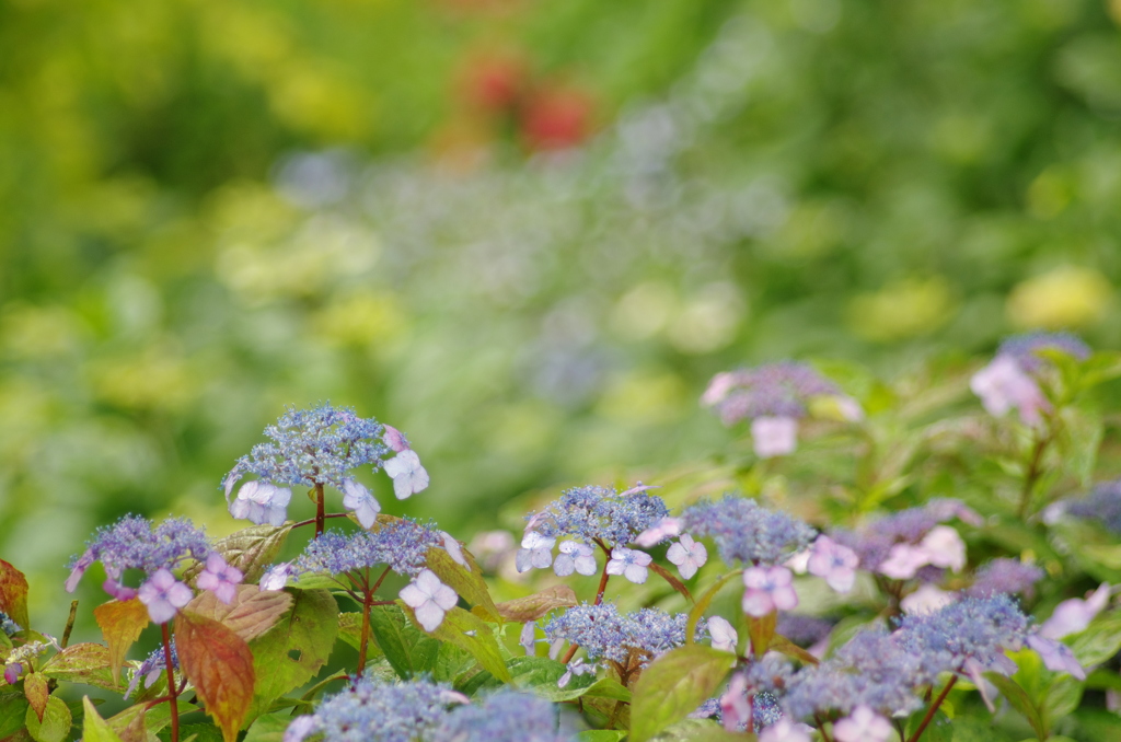 梅雨のリズミカル。。