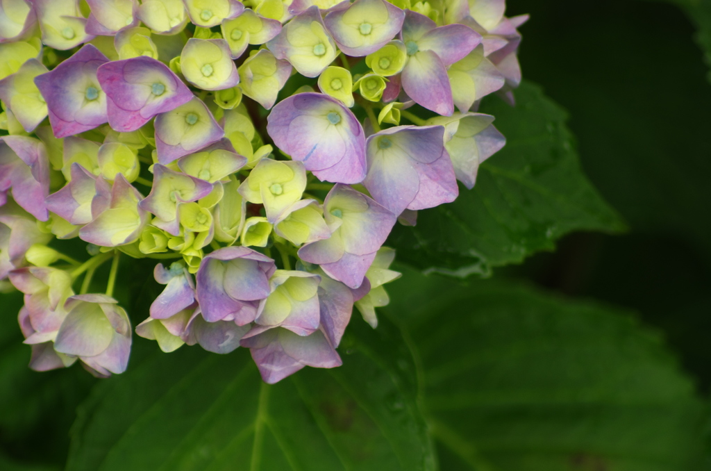 広島＿三景園借景＿６