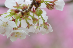 王道_桜を撮る１