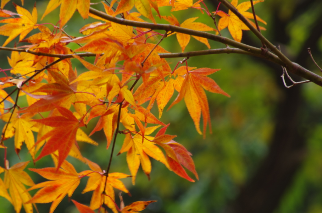 県北の秋。。