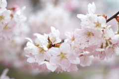 桜。五選（＾＾）
