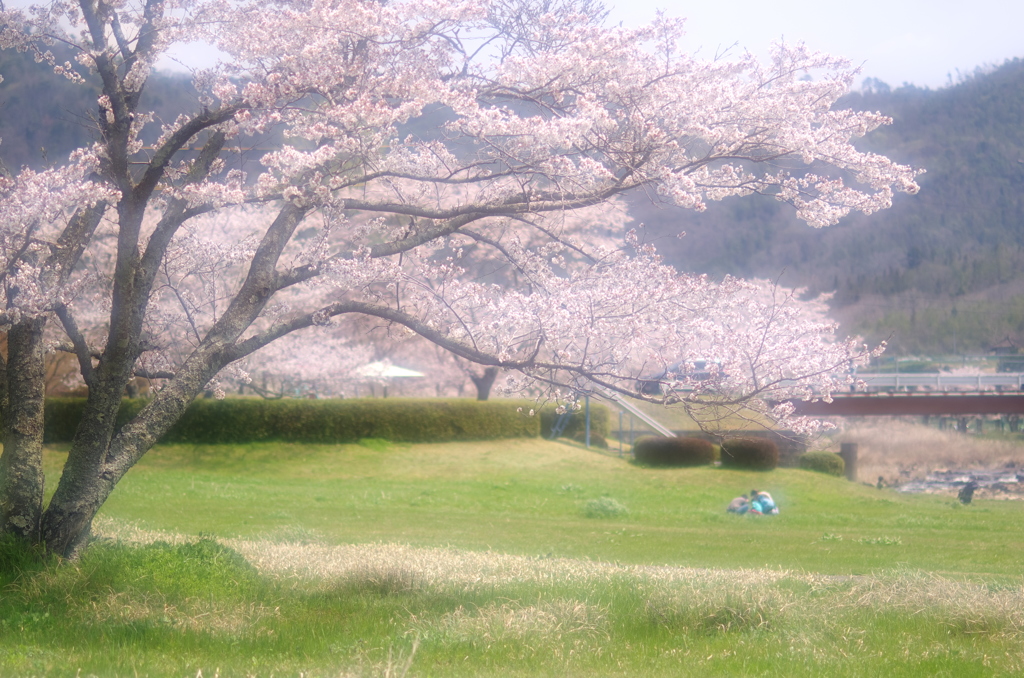 花見休日（へへ）。