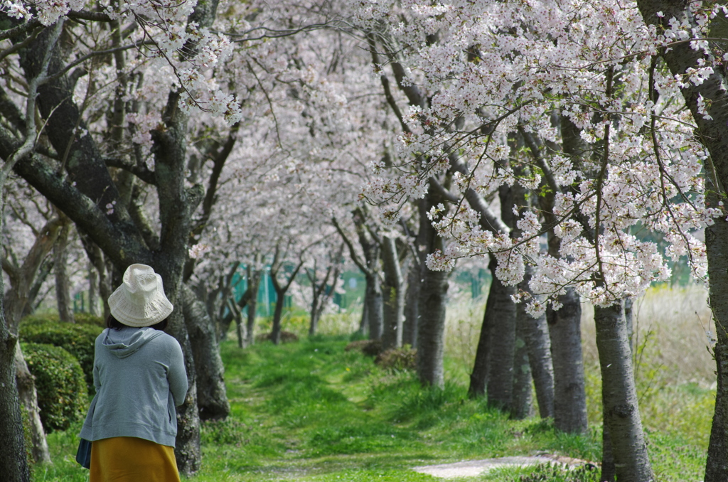 白龍湖＿桜借景３