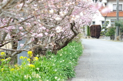 桜。五選（＾＾）