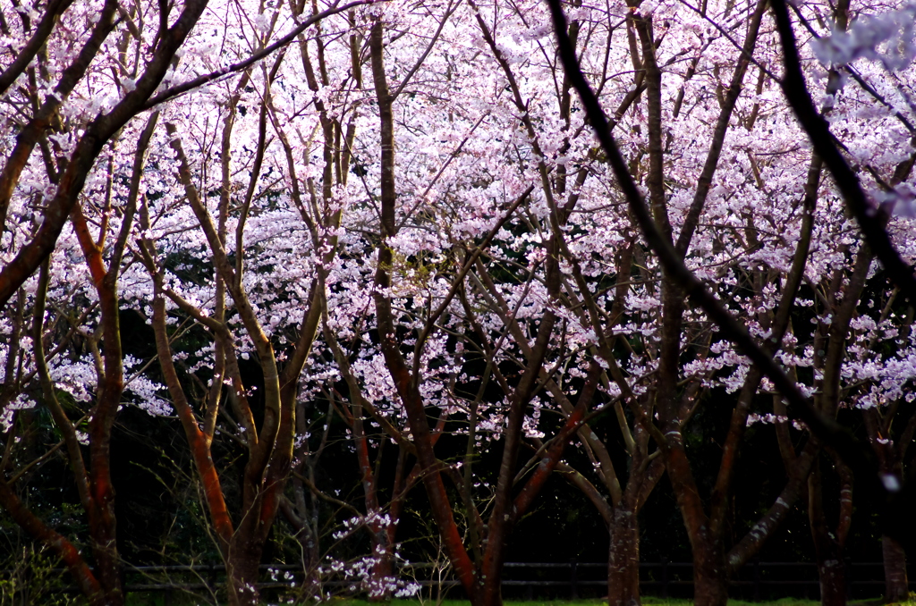 午後の光り。。天光。