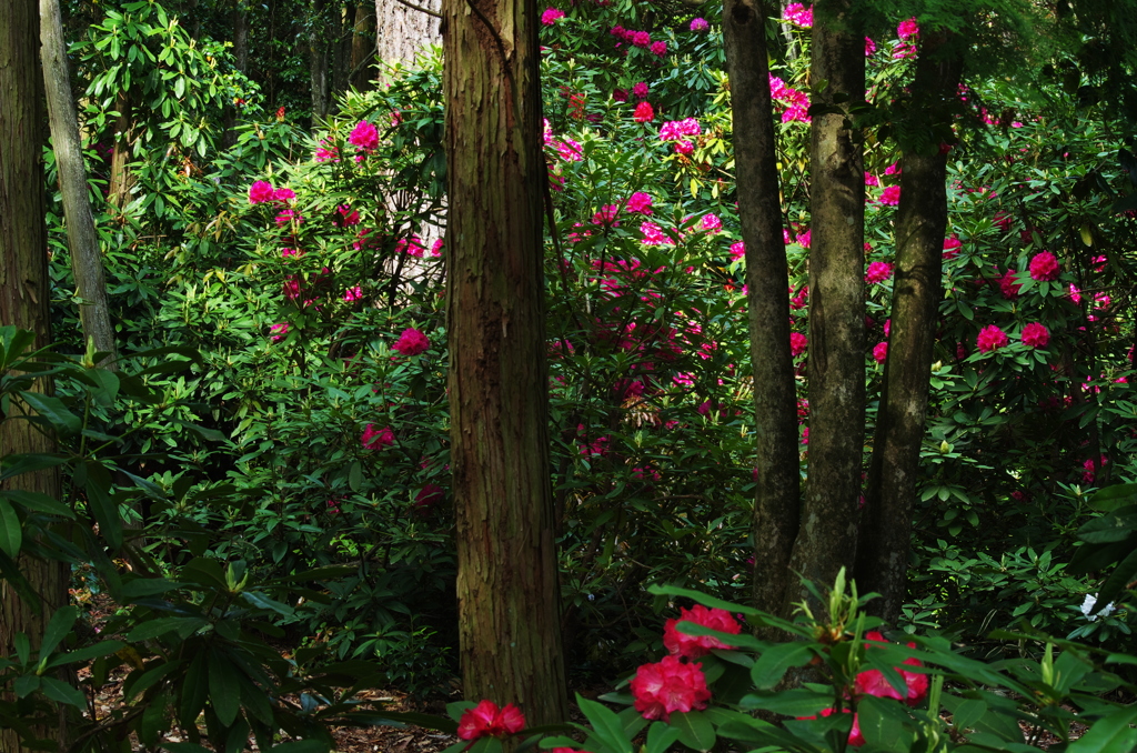 広島　福成寺＿石楠花４