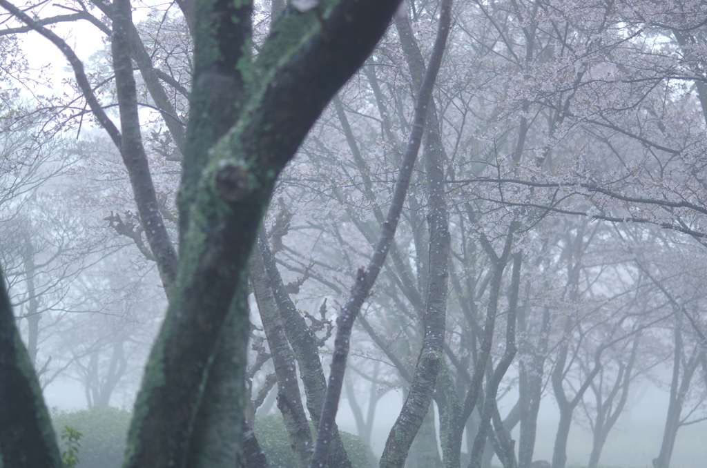 朝霧のさくら。。