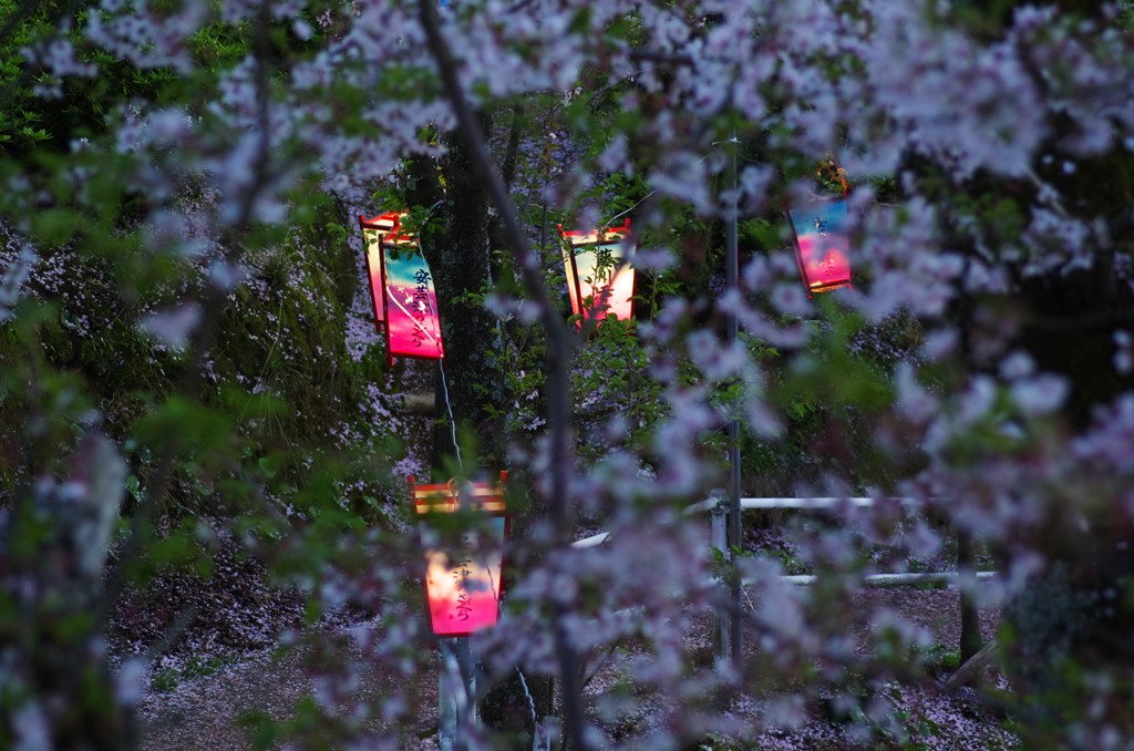 正福寺_夜桜１