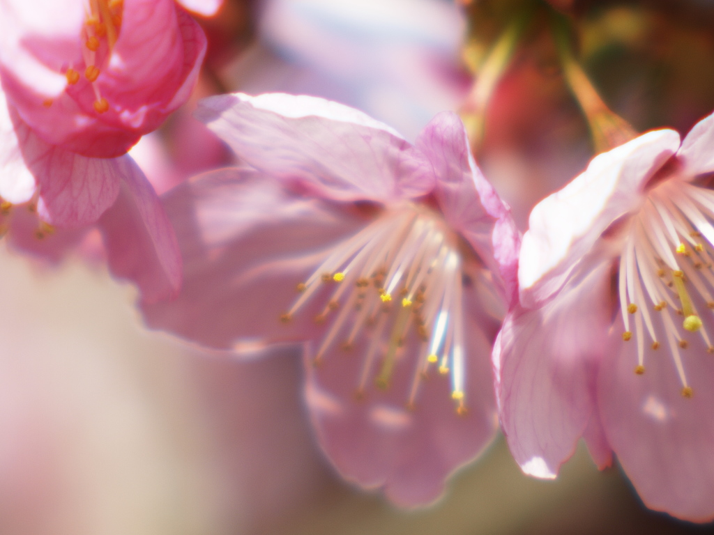 pink３