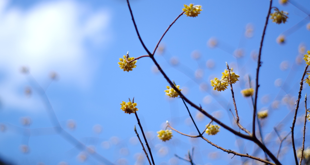 青い空と黄色い花と。。。。