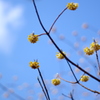 青い空と黄色い花と。。。。