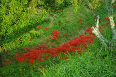 山里の風景。。