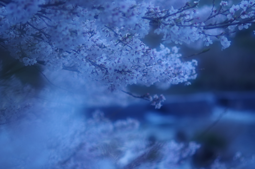 静闇の桜。。