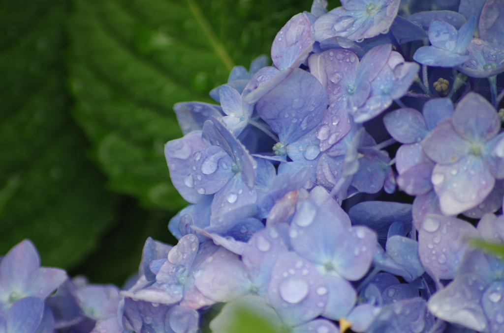 広島＿三景園借景＿７