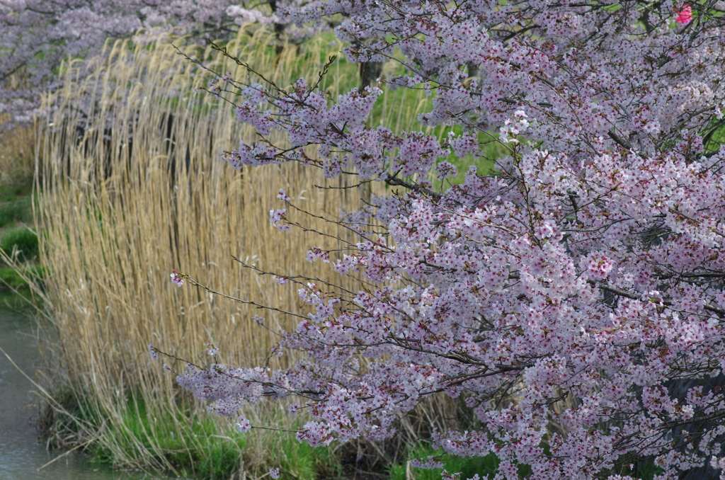 美波羅川_桜借景５