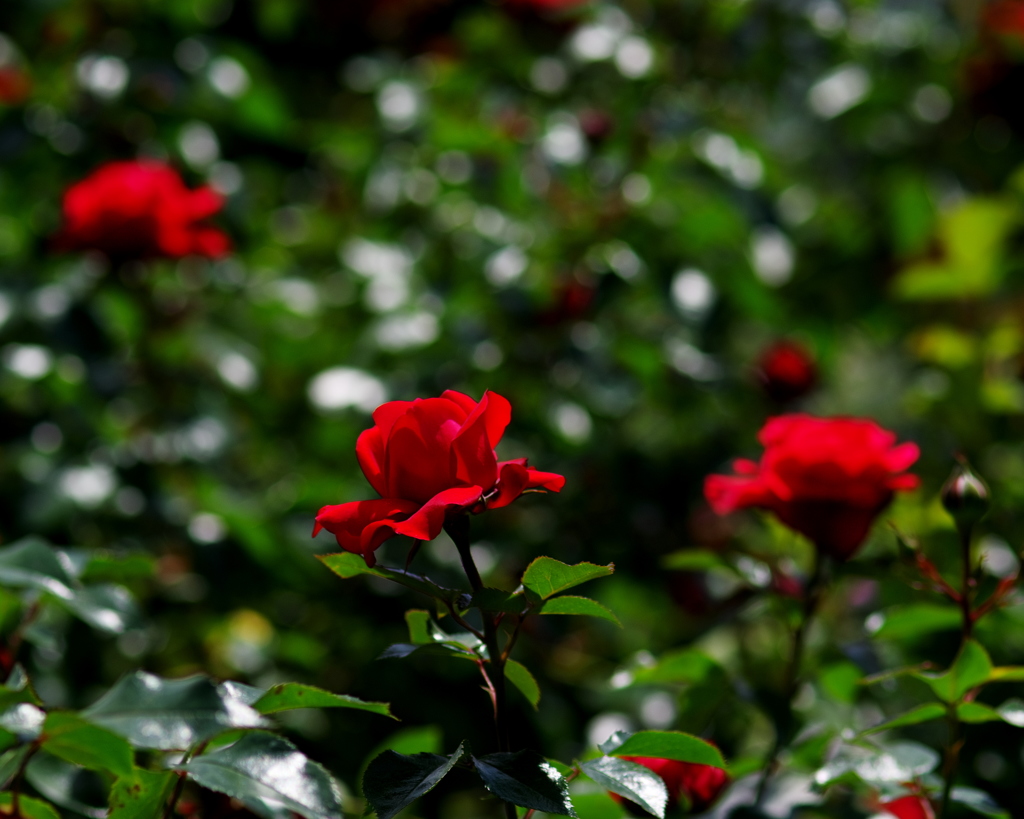 赤い薔薇。。