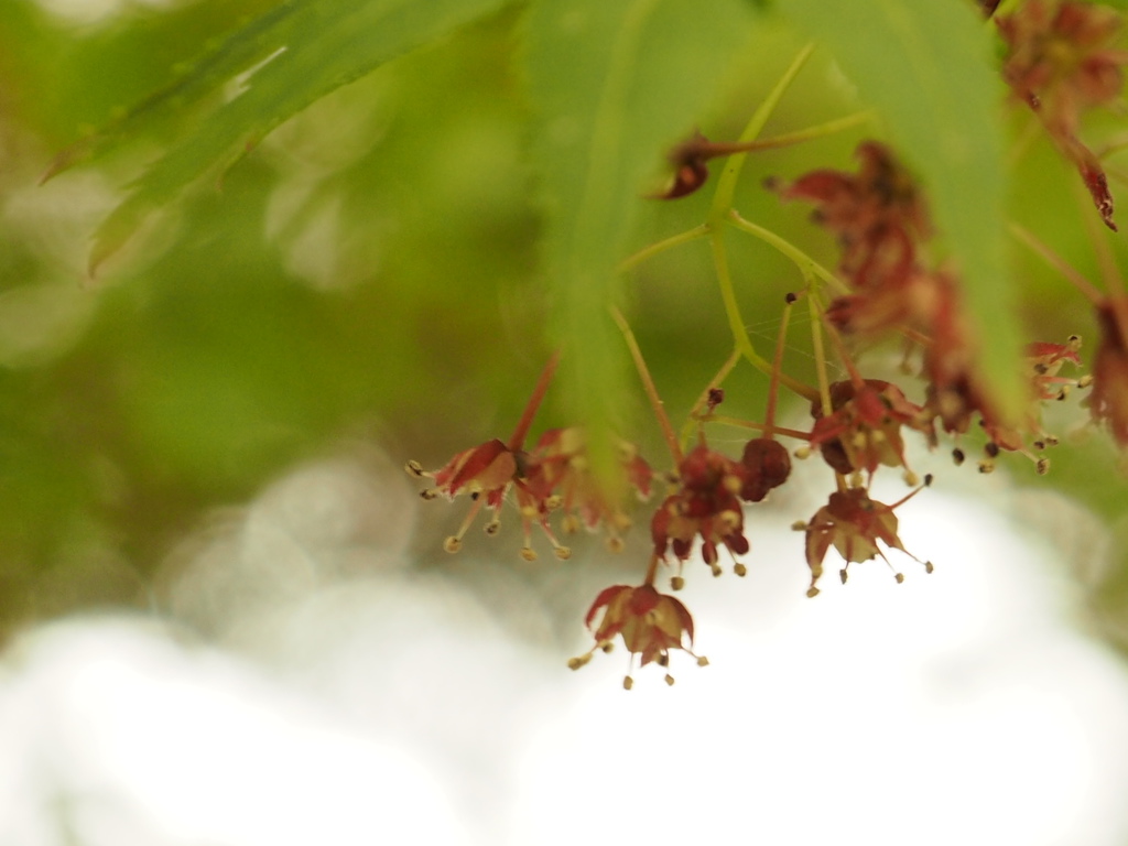 線香花火