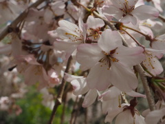 枝垂桜