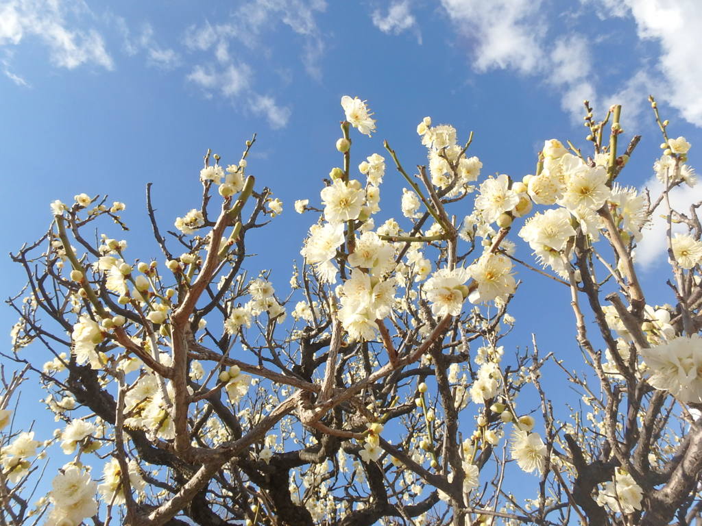 梅と空