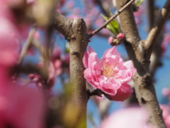 桃の花