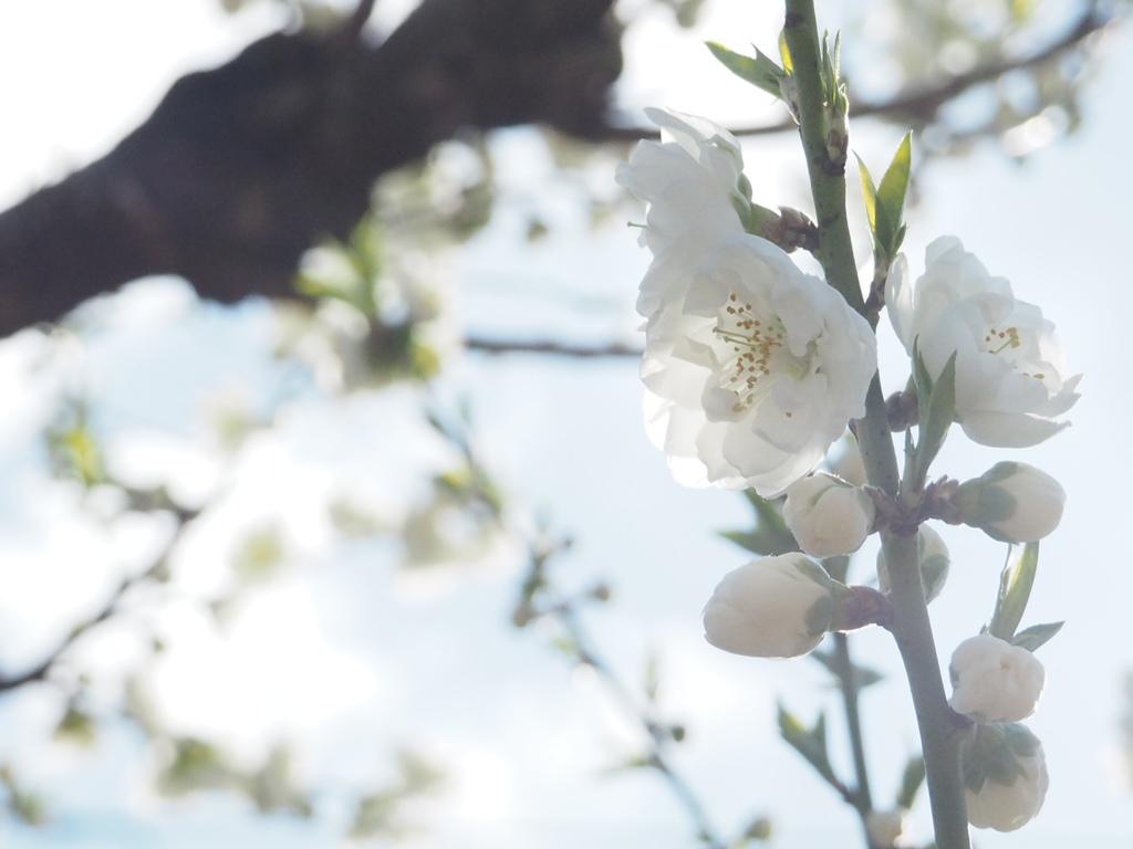 桃の花