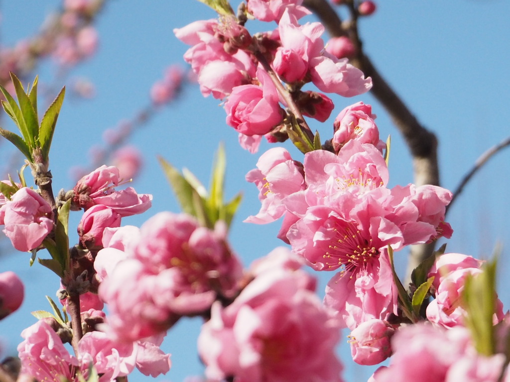 桃の花