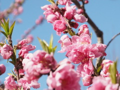 桃の花