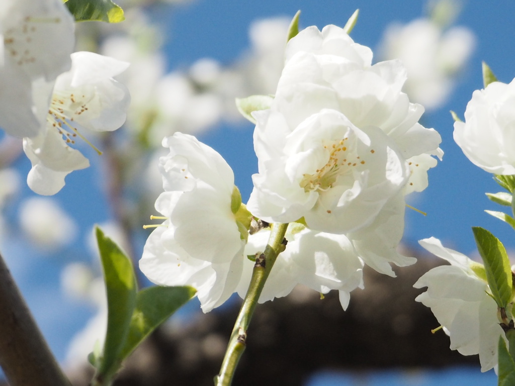 桃の花