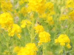 菜の花