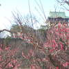 大阪城と梅