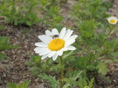 花と虫さん