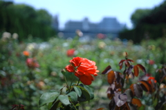薔薇