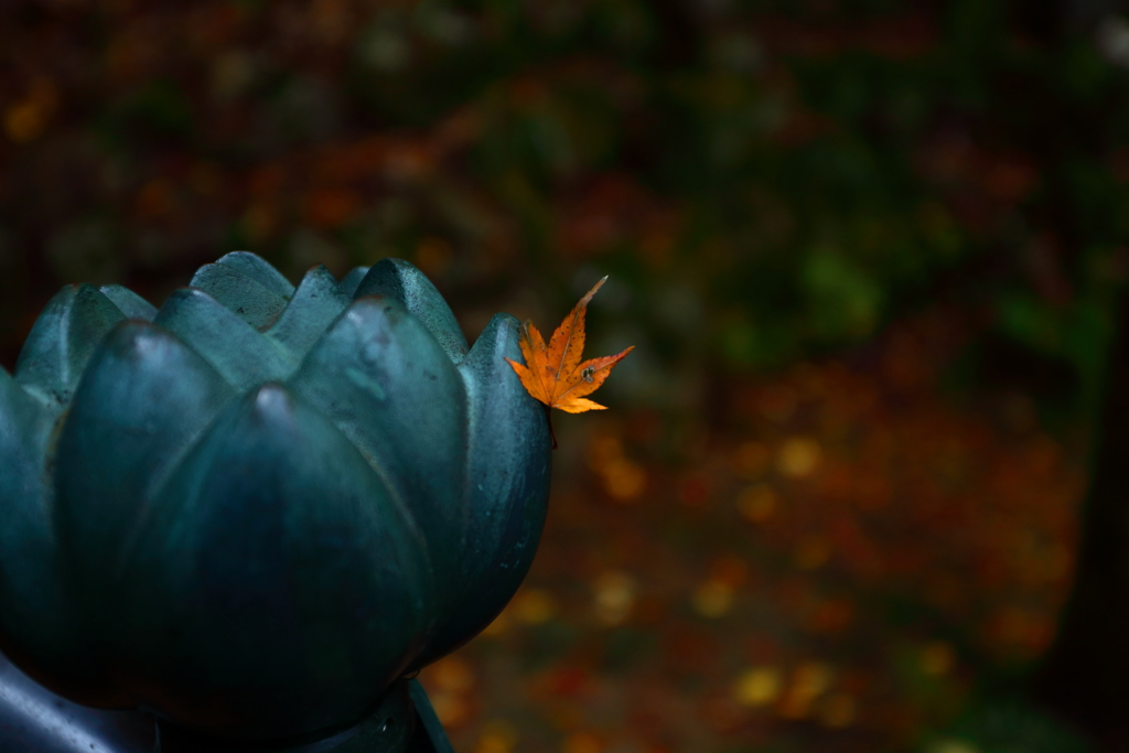 このゆびとまった