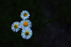 小さな花