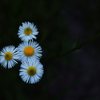 小さな花