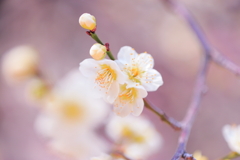 春です