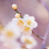 春です