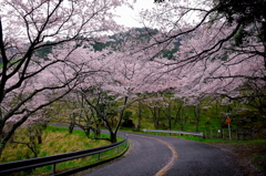 桜トンネル②