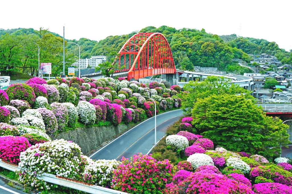 音戸大橋とツツジ