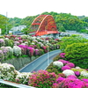 音戸大橋とツツジ